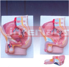 Human Male Pelvis Section (2 parts)